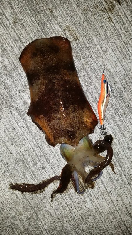 今年初アオリイカ