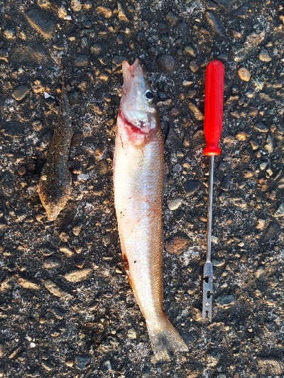 素敵な仲間と那珂湊港釣行❕