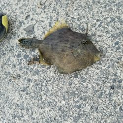 キス＆マルハギ