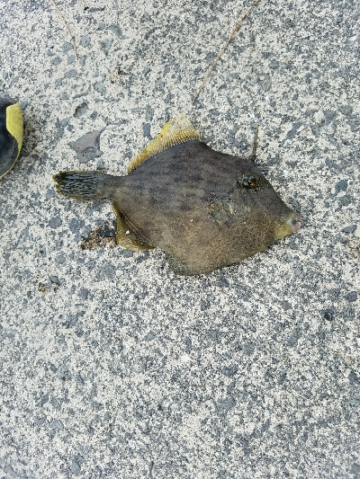 キス＆マルハギ