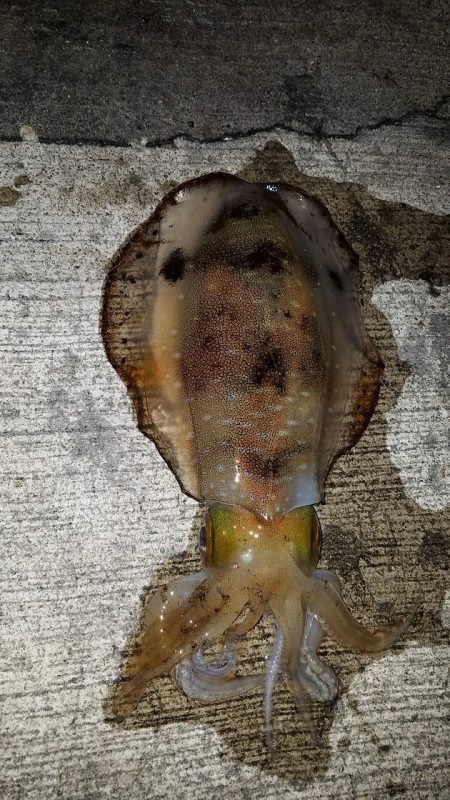 またまたアオリイカ