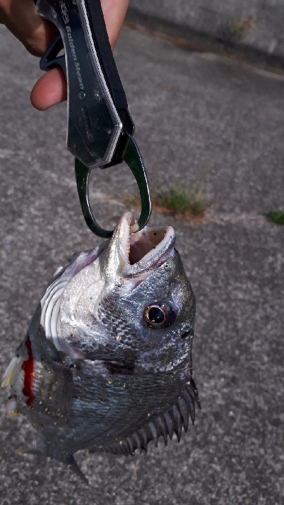 シーバスと思い気や、チヌキビレ