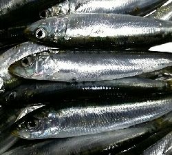 ファミリーフィッシング