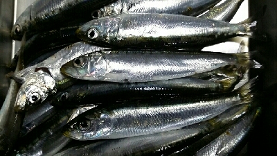 ファミリーフィッシング