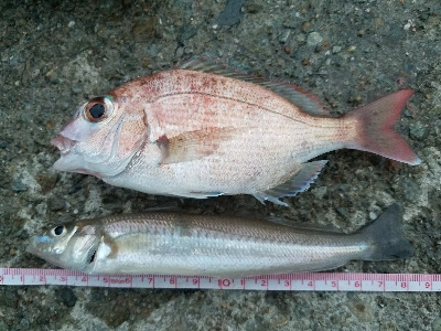 豆アジ釣り　～夕まずめにパラパラ～