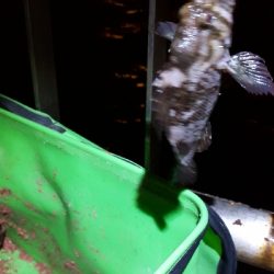 メジナ再チャレンジ