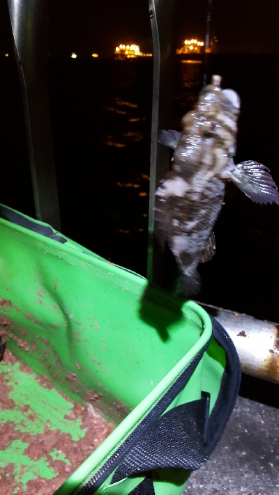 メジナ再チャレンジ