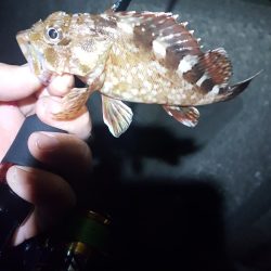 チビメバル無限湧き