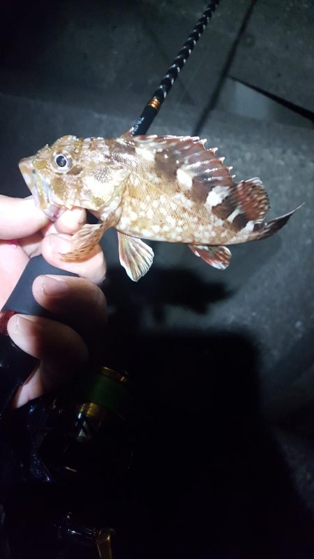 チビメバル無限湧き