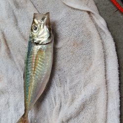 サビキ釣りとエギに挑戦