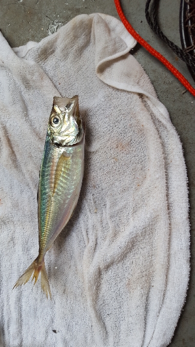 サビキ釣りとエギに挑戦