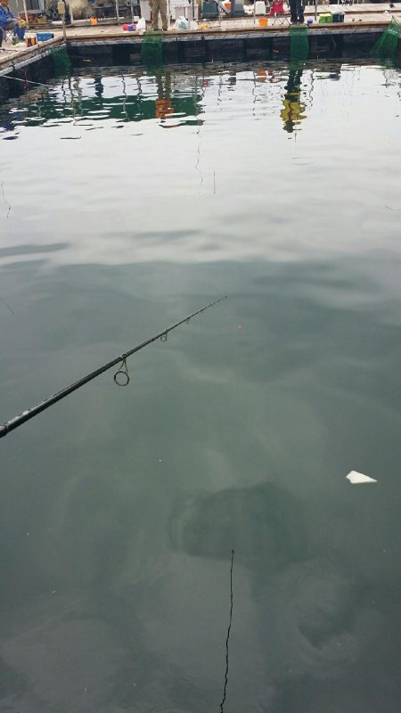 釣り堀行きました！