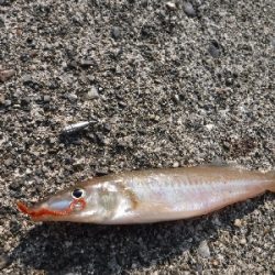 今が旬のキスゲーム