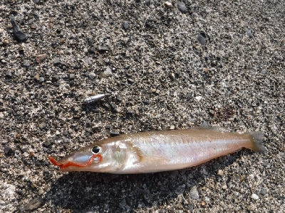 今が旬のキスゲーム