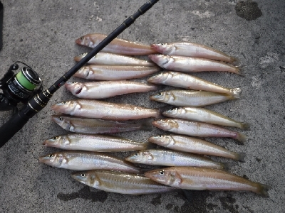 ちょい投げで良型キスゲーム