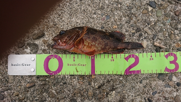 ガッシー祭り！！！