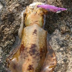 エギング釣行その19