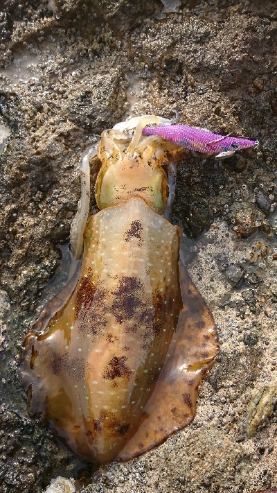 エギング釣行その19