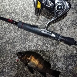 メバリング日和