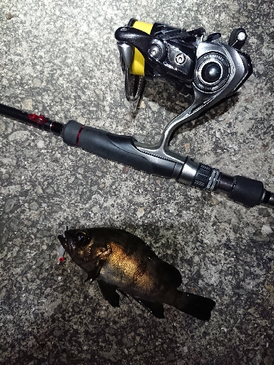 メバリング日和