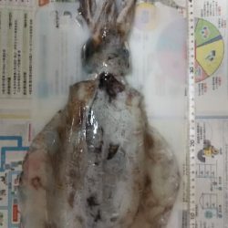 初の春アオリイカ