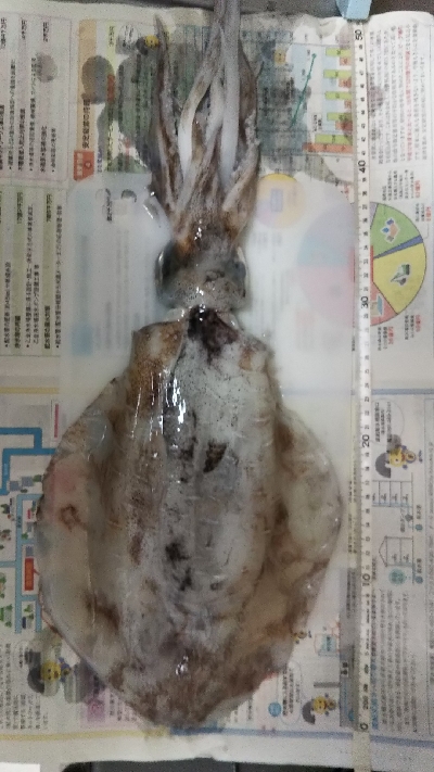 初の春アオリイカ