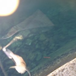 キス釣り釣行その2