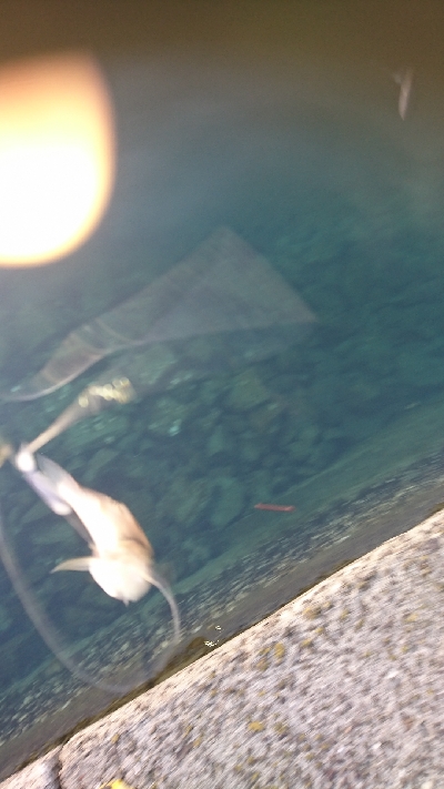 キス釣り釣行その2