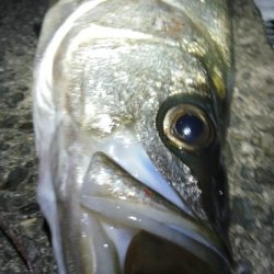 アニサキス付ヒラスズキ