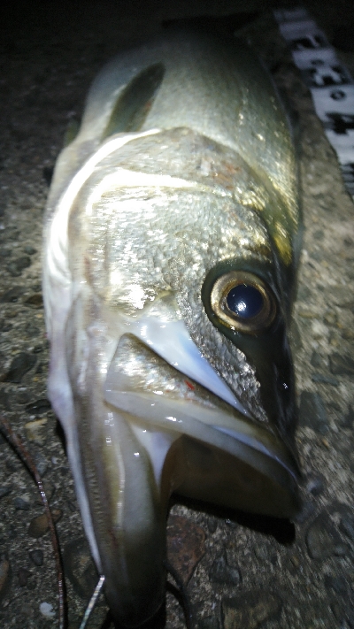 アニサキス付ヒラスズキ