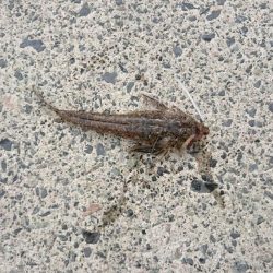 キス 調査 浜坂編