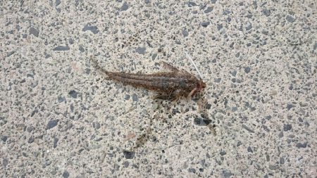 キス 調査 浜坂編