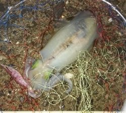 エギング釣行その21