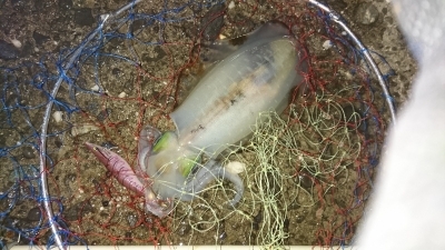 エギング釣行その21