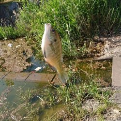 昼間からギル釣り
