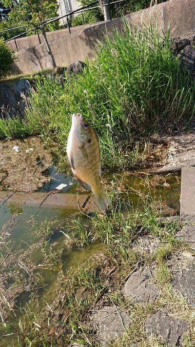 昼間からギル釣り