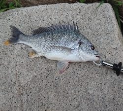 雨上がりの一匹