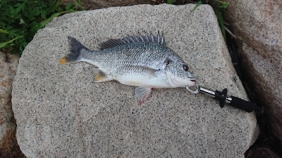 雨上がりの一匹