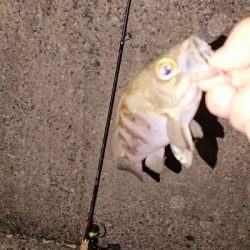 今宵もメバリング