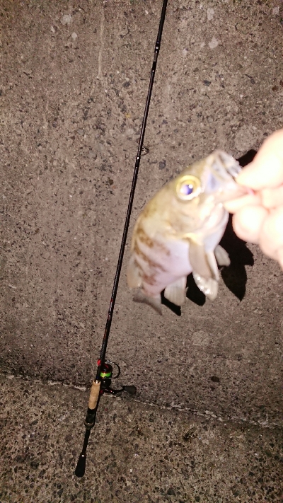 今宵もメバリング