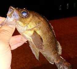 連日連夜の今宵もメバリング