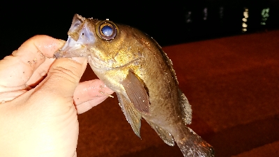 連日連夜の今宵もメバリング