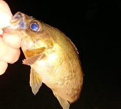 今宵もメバリング