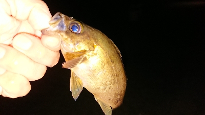 今宵もメバリング