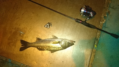 廿日市メバリング