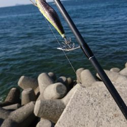 みなさーん知多半島春イカ開幕しましたよー