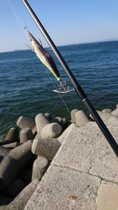 みなさーん知多半島春イカ開幕しましたよー