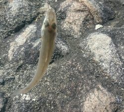 KISS キス 鱚♪ KISS キス 鱚♪