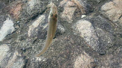 KISS キス 鱚♪ KISS キス 鱚♪