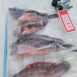 i-Pirotの試運転を兼ねて